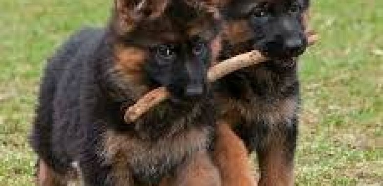 German Shepherd puppies for sale