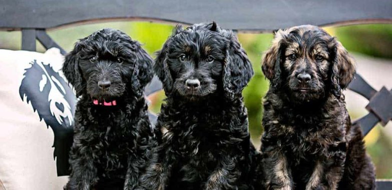 Goldendoodle Puppies for Sale – Expertly Trained and Lovingly Cared For!